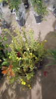 5 x Potentilla Catherine Dykes, bushy shrub, container grown