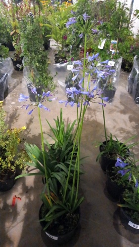 3 x Agapanthus Lily of the Nile, perennial, 5ltr pots