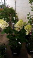 Hydrangea Paniculata, Silver Dollar