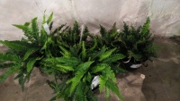 5 x hardy garden ferns, container grown