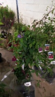 3 x Clematis in variety