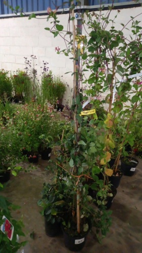 Climbing Hydrangea, honeysuckle, clematis