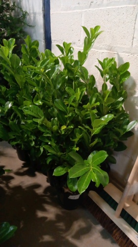 10 x bushy container grown laurels 2'6"/3'