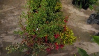 6 x hardy Fuschia, mixed varieties