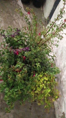 6 x hardy Fuschia, mixed varieties