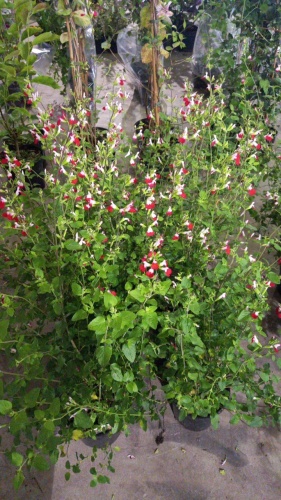 6 X Salvia Hot Lips, perennial