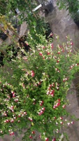 6 X Salvia Hot Lips, perennial