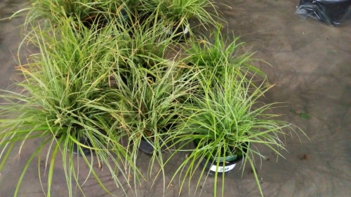 6 x ornamental variegated grasses