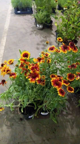 6 x Gaillardia, perennial, 2ltr pots