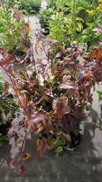 6 x Periscaria Red Dragon, perennial, 2ltr pots