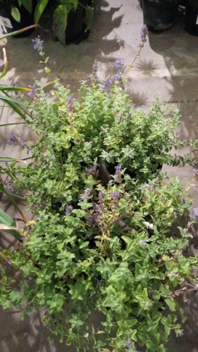 6 x Nepeta, Catmint, perennial, 2ltr pots