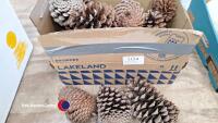 Large pine cones, for decoration/crafts