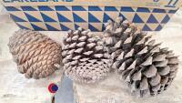 Large pine cones, for decoration/crafts - 2