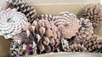 Large pine cones, for decoration/crafts - 3