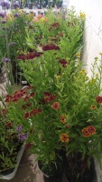 6 x Helenium, late season colour, perennial, 2ltr pots