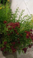 6 x Helenium, late season colour, perennial, 2ltr pots