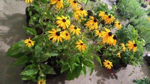 6 x Rudbeckia Goldstrum, late season colour, perennial, 2ltr pots