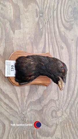 Vintage taxidermy head of Capercaillie (bird) affixed to wall hanging plinth