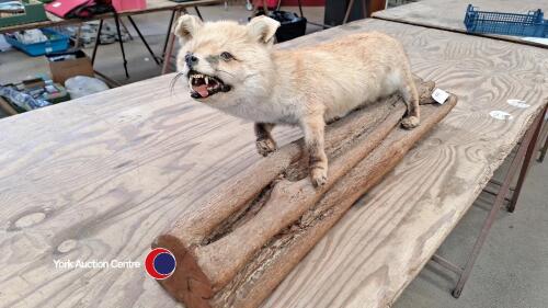 Vintage taxidermy fox