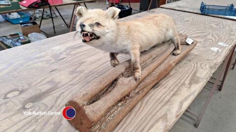 Vintage taxidermy fox