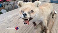 Vintage taxidermy fox - 2