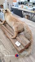 Vintage taxidermy fox - 3