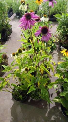 6 x Echinacea, mixed, perennial, 2ltr pots