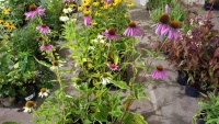 6 x Echinacea, mixed, perennial, 2ltr pots