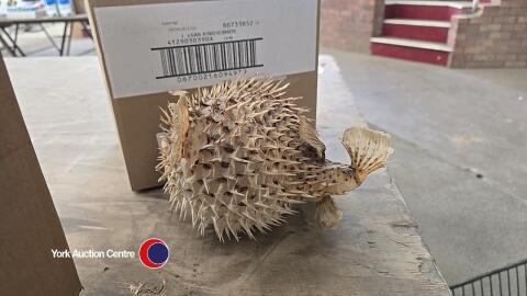 Hanging puffer fish