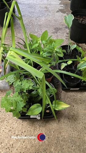 10 x perenials, Bears Beechers, Phlox, Mountain Corn Flower, Himalayan Honeysuckle, Hosta, Bistort, Nutsedge, Foxgloves, Osteospurmum and hardy Geranium