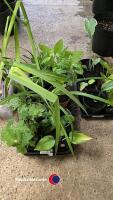 10 x perenials, Bears Beechers, Phlox, Mountain Corn Flower, Himalayan Honeysuckle, Hosta, Bistort, Nutsedge, Foxgloves, Osteospurmum and hardy Geranium