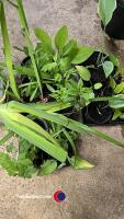 10 x perenials, Bears Beechers, Phlox, Mountain Corn Flower, Himalayan Honeysuckle, Hosta, Bistort, Nutsedge, Foxgloves, Osteospurmum and hardy Geranium - 2