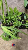 10 x perenials, Bears Beechers, Phlox, Mountain Corn Flower, Himalayan Honeysuckle, Hosta, Bistort, Nutsedge, Foxgloves, Osteospurmum and hardy Geranium - 3