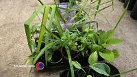 10 x perenials, Bears Beechers, Phlox, Mountain Corn Flower, Himalayan Honeysuckle, Hosta, Bistort, Nutsedge, Foxgloves, Osteospurmum and hardy Geranium - 4