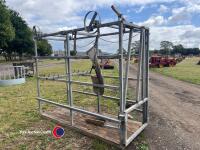 Cattle foot trimming crush - 2