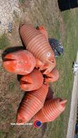 Quantity of large plastic buoys - 2