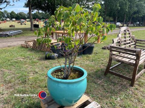 Large ceramic planter c/w rose