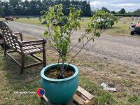 Large ceramic planter c/w rose - 2