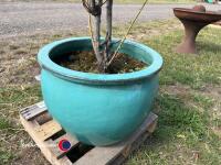 Large ceramic planter c/w rose - 3