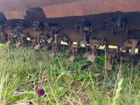 Bomford B467 hedgecutter - 5