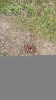 Farm spares - tines - 3
