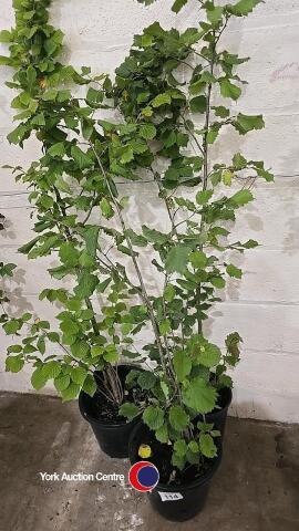 3 x Hazelnut trees