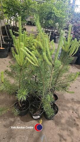 9 x Scots Pine