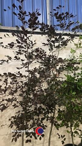 2 x Copper beech trees