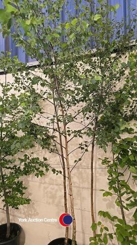3 x Silver birch trees
