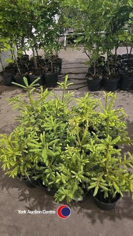 16 x Norway Spruce