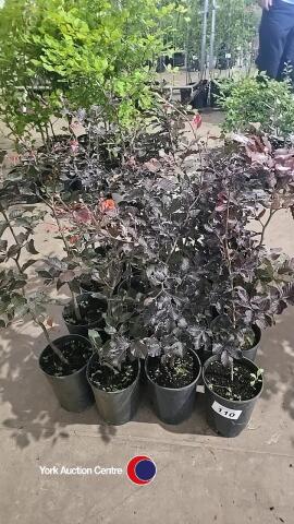 16 x Copper Beech