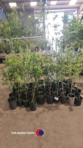 50 x Native hedging mix, including Hawthorn, Blackthorn, Field Maple, Dogwood, Crab apple, Spindle