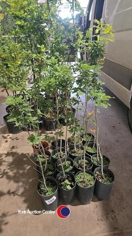 16 x Oak trees