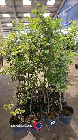 16 x Beech hedging